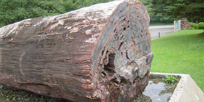 珪化木の化石